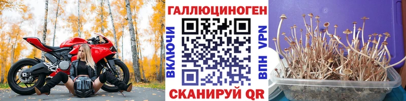 Псилоцибиновые грибы Cubensis  Купить закладки  Кувандык 